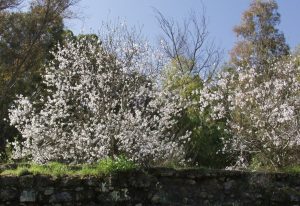 עץ השקד בפריחה - השקדייה פורחת
© ד